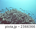 珊瑚とデバスズメダイ　オーストラリア　グレートバリアリーフ