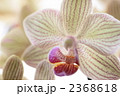 胡蝶蘭