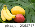 熱帯植物と熱帯フルーツ