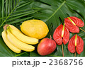 熱帯植物と熱帯フルーツ