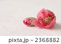 桃の花