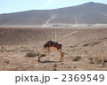 パルミラ　ラクダと砂漠