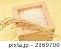 注意）稲穂は品種が不明です。稲穂とお米。
