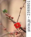 木瓜の花