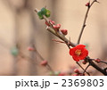 木瓜の花