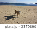 海岸でほえる犬