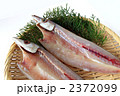 カマスの乾物