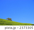 茶畑と青空(2)