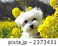 菜の花と犬