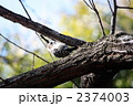 こげら②