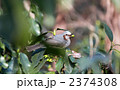 木の実をついばむヒヨドリ