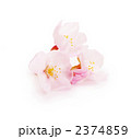 桜の花