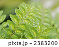 山椒の葉