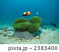 トウアカクマノミ