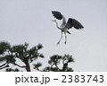 舞い上がる蒼鷺