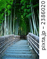 京都の竹やぶ（京都市右京区嵯峨）