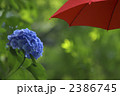 赤い傘と紫陽花