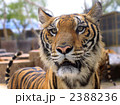虎