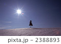 クリスマスツリーの木 クリスマスツリーの木