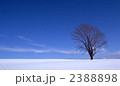 哲学の木 哲学の木