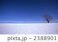 哲学の木 哲学の木