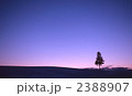 クリスマスツリーの木 クリスマスツリーの木