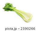 セロリ