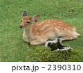 2390310
