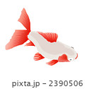 金魚