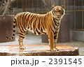 虎
