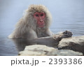 ニホンザル