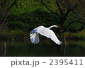 サギの飛翔