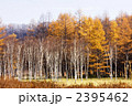 小田代原の黄葉