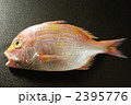 鯛