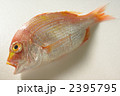 鯛