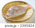 鯛