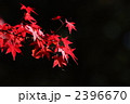 もみじイメージ