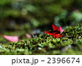 苔もみじ