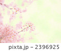 さくら
