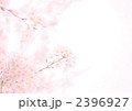 さくら