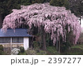 仲森の紅枝垂れ桜