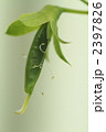 2397826