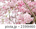 八重紅枝垂れ桜