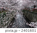 目黒川の桜