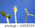 2403539