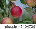 リンゴ
