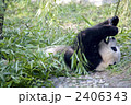 パンダ