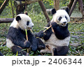 パンダ