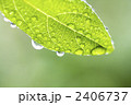 雨に濡れた葉
