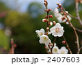 南高梅（なんこううめ）